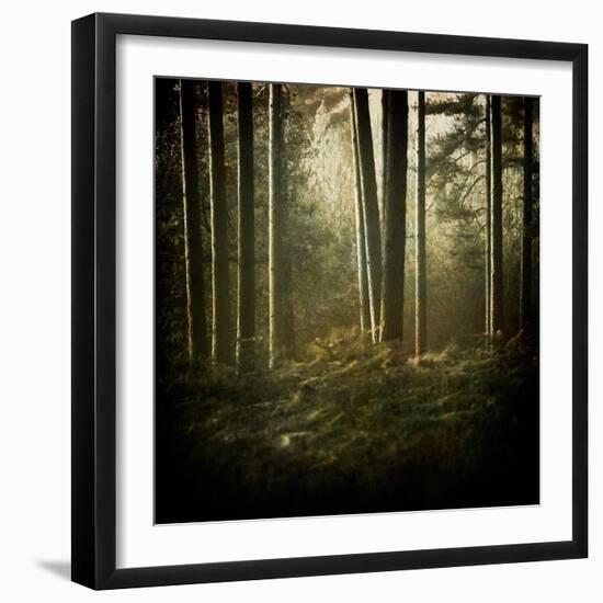 Trees in Mist at Dawn-David Baker-Framed Photographic Print