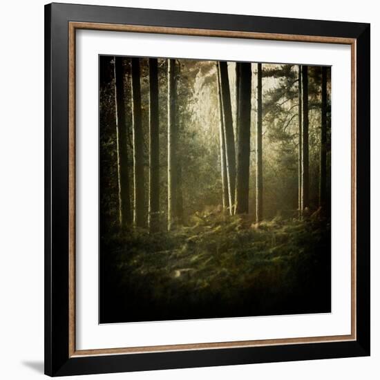 Trees in Mist at Dawn-David Baker-Framed Photographic Print