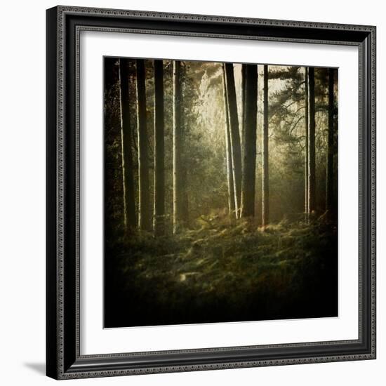 Trees in Mist at Dawn-David Baker-Framed Photographic Print