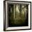 Trees in Mist at Dawn-David Baker-Framed Photographic Print