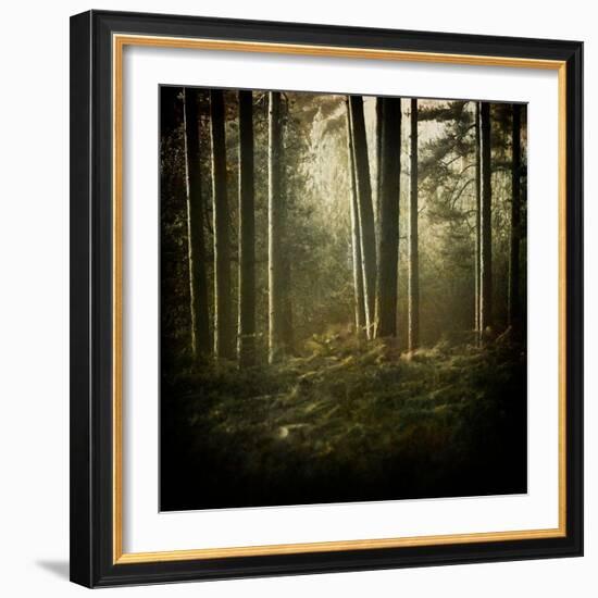 Trees in Mist at Dawn-David Baker-Framed Photographic Print