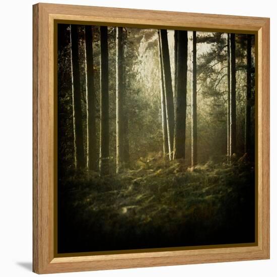 Trees in Mist at Dawn-David Baker-Framed Premier Image Canvas