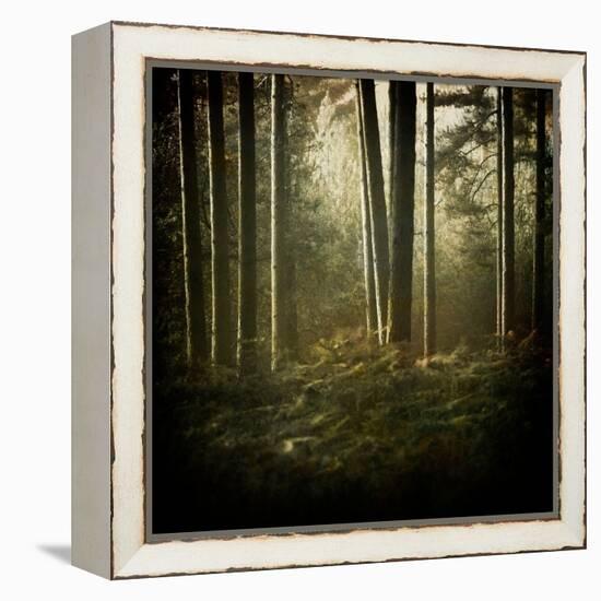 Trees in Mist at Dawn-David Baker-Framed Premier Image Canvas