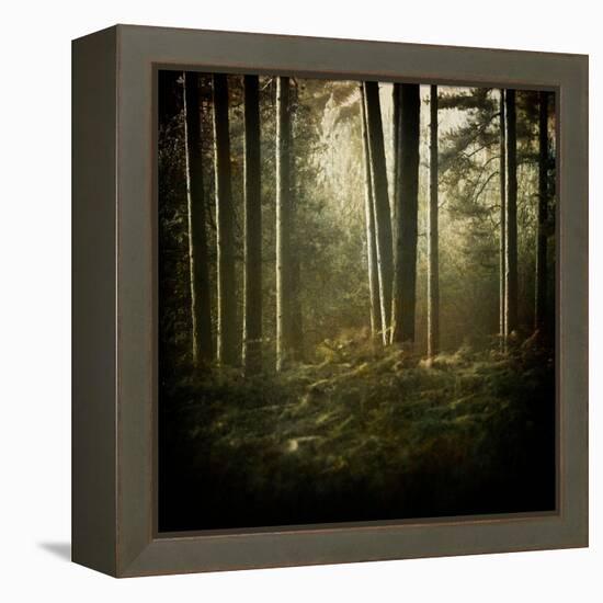 Trees in Mist at Dawn-David Baker-Framed Premier Image Canvas