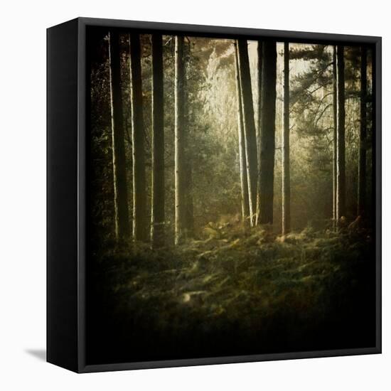 Trees in Mist at Dawn-David Baker-Framed Premier Image Canvas