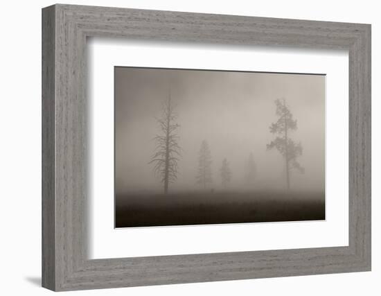 Trees in Mist. Yellowstone National Park, Wyoming.-Tom Norring-Framed Photographic Print