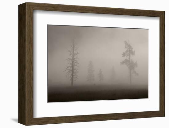 Trees in Mist. Yellowstone National Park, Wyoming.-Tom Norring-Framed Photographic Print