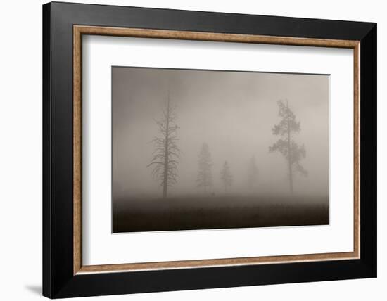 Trees in Mist. Yellowstone National Park, Wyoming.-Tom Norring-Framed Photographic Print