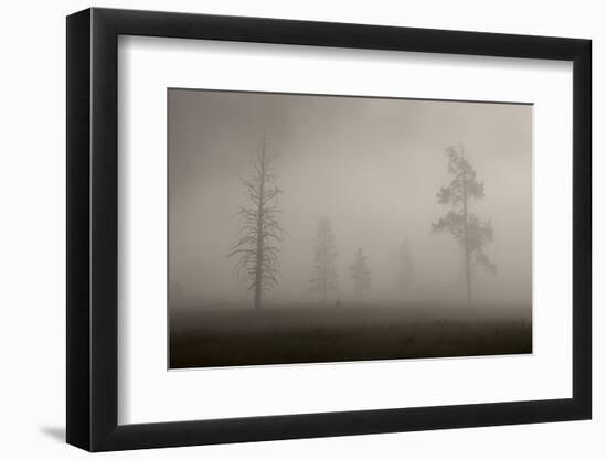 Trees in Mist. Yellowstone National Park, Wyoming.-Tom Norring-Framed Photographic Print