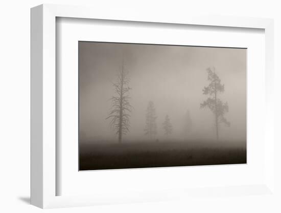 Trees in Mist. Yellowstone National Park, Wyoming.-Tom Norring-Framed Photographic Print