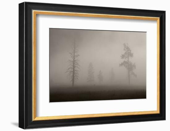 Trees in Mist. Yellowstone National Park, Wyoming.-Tom Norring-Framed Photographic Print