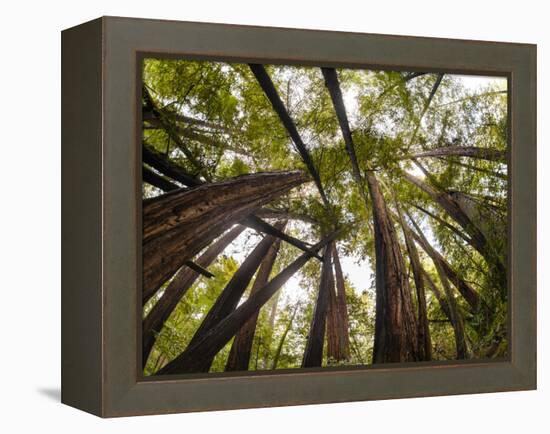 Trees in Mt. Tamalpais State Park, Adjacent to Muir Woods National Monument in California-Carlo Acenas-Framed Premier Image Canvas