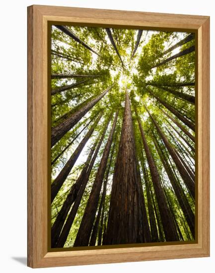 Trees in Mt. Tamalpais State Park, Adjacent to Muir Woods National Monument in California-Carlo Acenas-Framed Premier Image Canvas