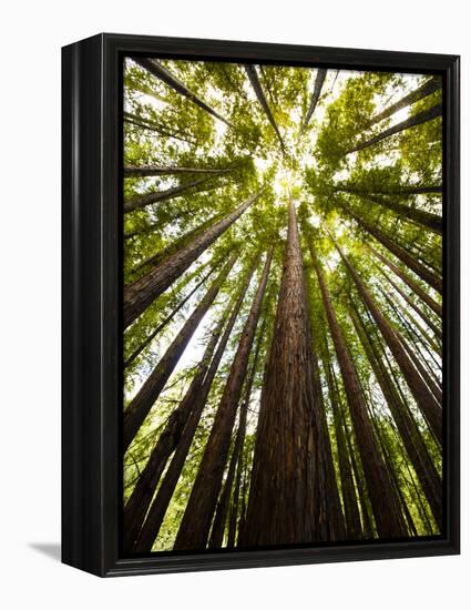 Trees in Mt. Tamalpais State Park, Adjacent to Muir Woods National Monument in California-Carlo Acenas-Framed Premier Image Canvas