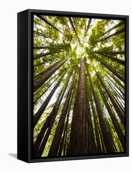 Trees in Mt. Tamalpais State Park, Adjacent to Muir Woods National Monument in California-Carlo Acenas-Framed Premier Image Canvas