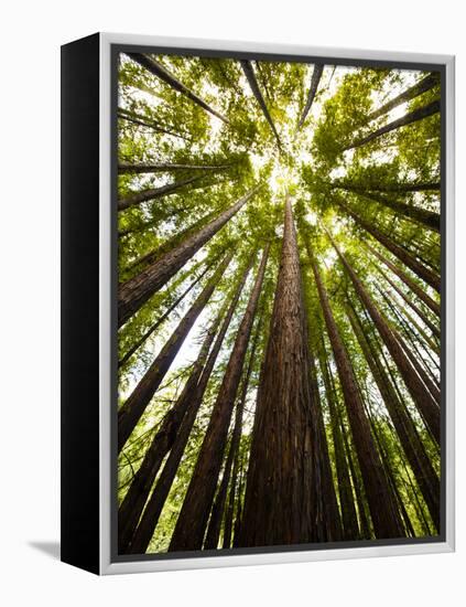 Trees in Mt. Tamalpais State Park, Adjacent to Muir Woods National Monument in California-Carlo Acenas-Framed Premier Image Canvas