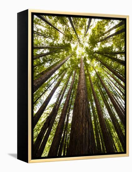 Trees in Mt. Tamalpais State Park, Adjacent to Muir Woods National Monument in California-Carlo Acenas-Framed Premier Image Canvas