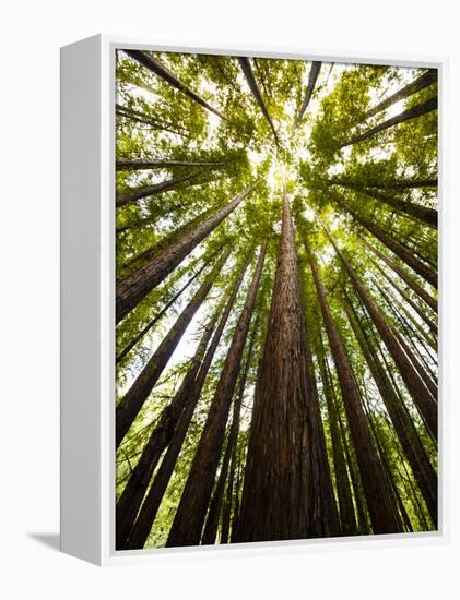 Trees in Mt. Tamalpais State Park, Adjacent to Muir Woods National Monument in California-Carlo Acenas-Framed Premier Image Canvas