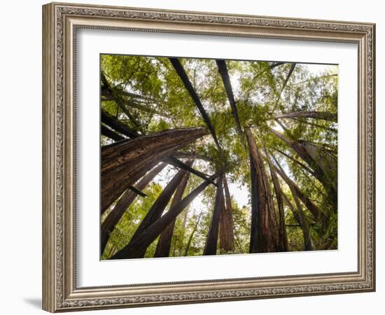 Trees in Mt. Tamalpais State Park, Adjacent to Muir Woods National Monument in California-Carlo Acenas-Framed Photographic Print