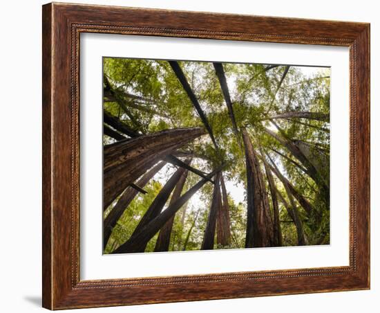 Trees in Mt. Tamalpais State Park, Adjacent to Muir Woods National Monument in California-Carlo Acenas-Framed Photographic Print