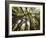 Trees in Mt. Tamalpais State Park, Adjacent to Muir Woods National Monument in California-Carlo Acenas-Framed Photographic Print