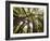 Trees in Mt. Tamalpais State Park, Adjacent to Muir Woods National Monument in California-Carlo Acenas-Framed Photographic Print