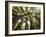 Trees in Mt. Tamalpais State Park, Adjacent to Muir Woods National Monument in California-Carlo Acenas-Framed Photographic Print