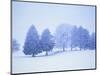 Trees in snow-covered landscape in winter-Herbert Kehrer-Mounted Photographic Print