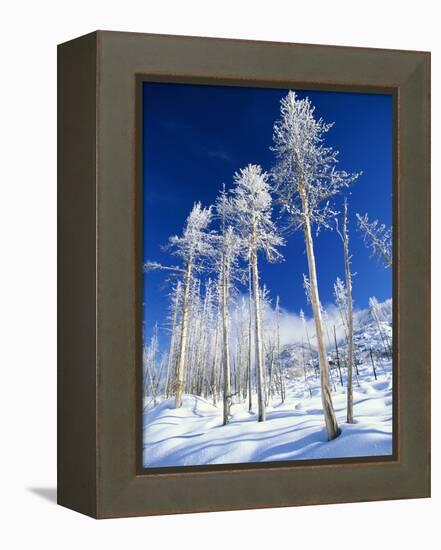 Trees in Snow-Terry Eggers-Framed Premier Image Canvas