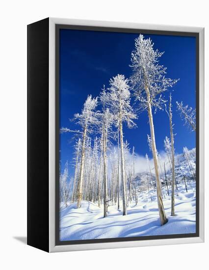 Trees in Snow-Terry Eggers-Framed Premier Image Canvas