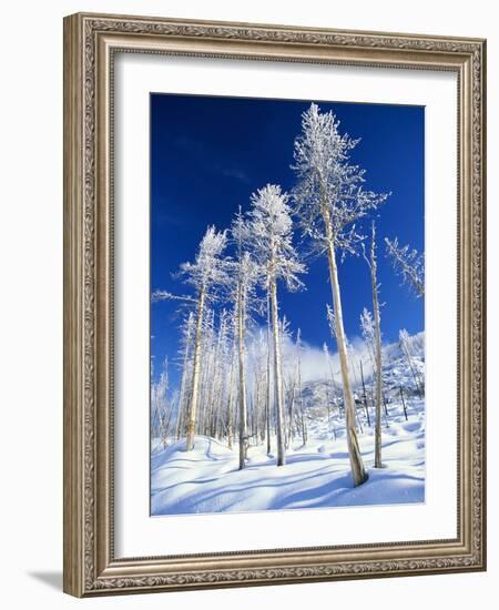 Trees in Snow-Terry Eggers-Framed Photographic Print