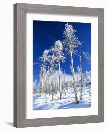 Trees in Snow-Terry Eggers-Framed Photographic Print