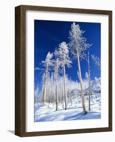 Trees in Snow-Terry Eggers-Framed Photographic Print