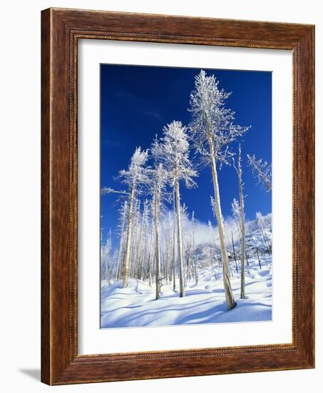 Trees in Snow-Terry Eggers-Framed Photographic Print