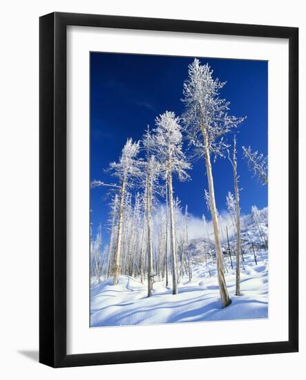 Trees in Snow-Terry Eggers-Framed Photographic Print