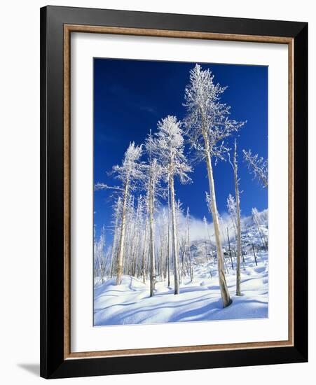 Trees in Snow-Terry Eggers-Framed Photographic Print