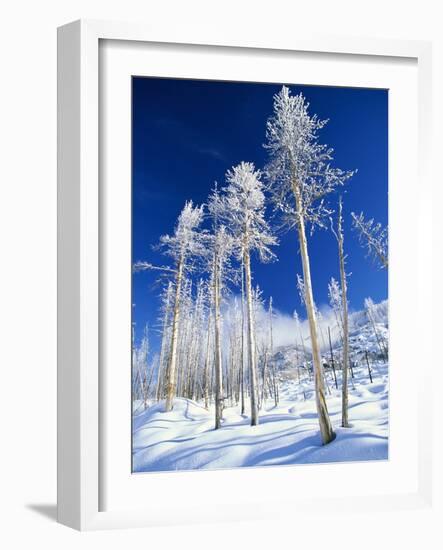 Trees in Snow-Terry Eggers-Framed Photographic Print