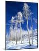 Trees in Snow-Terry Eggers-Mounted Photographic Print