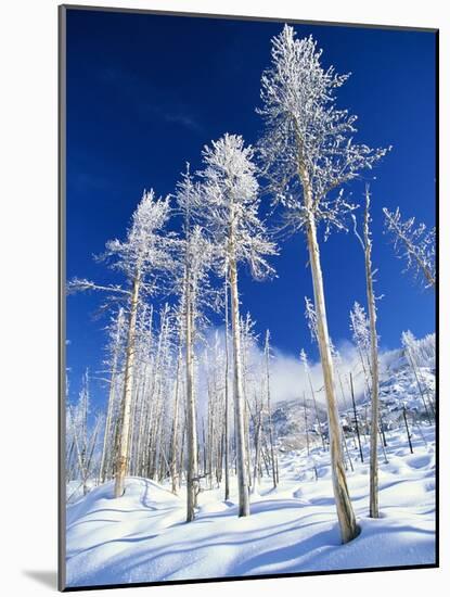 Trees in Snow-Terry Eggers-Mounted Photographic Print