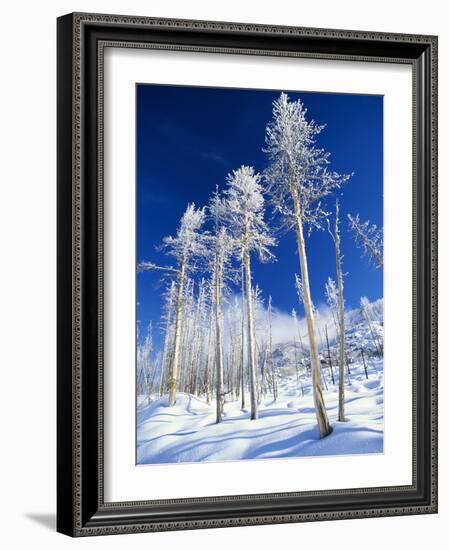 Trees in Snow-Terry Eggers-Framed Photographic Print