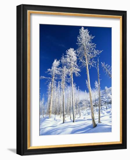 Trees in Snow-Terry Eggers-Framed Photographic Print