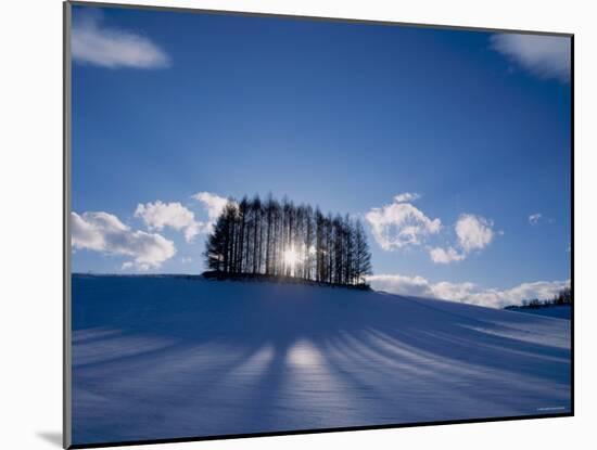 Trees in Snow-null-Mounted Photographic Print