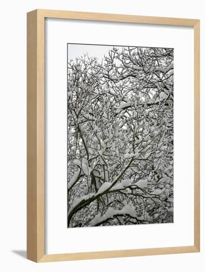 Trees in Snow-Benedict Luxmoore-Framed Photographic Print