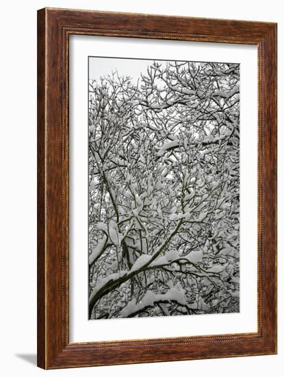 Trees in Snow-Benedict Luxmoore-Framed Photographic Print