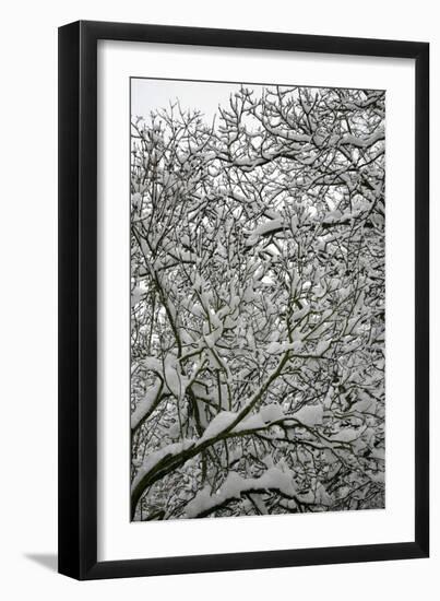 Trees in Snow-Benedict Luxmoore-Framed Photographic Print