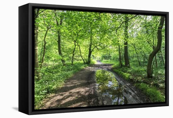 Trees in Spring Leaf Provide Canopy over Hiking Path with Puddle Reflections, Millers Dale-Eleanor Scriven-Framed Premier Image Canvas