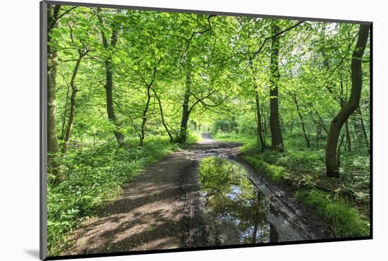 Trees in Spring Leaf Provide Canopy over Hiking Path with Puddle Reflections, Millers Dale-Eleanor Scriven-Mounted Photographic Print