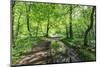 Trees in Spring Leaf Provide Canopy over Hiking Path with Puddle Reflections, Millers Dale-Eleanor Scriven-Mounted Photographic Print