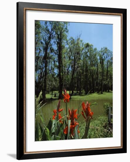 Trees in Swamp, Magnolia Plantation and Gardens, Charleston, Charleston County, South Carolina, USA-null-Framed Photographic Print