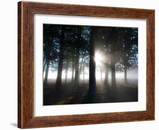 Trees in the Autumn Mist in Richmond Park-Alex Saberi-Framed Photographic Print